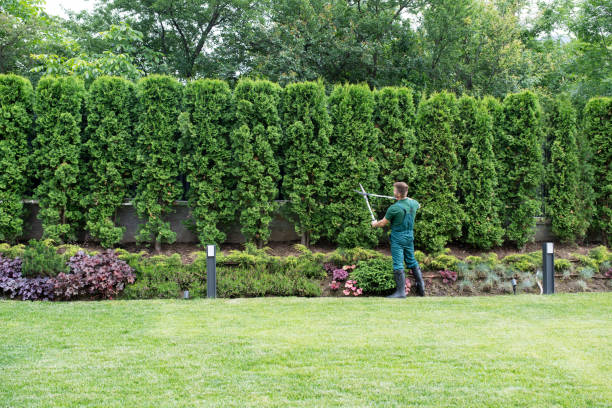 Best Hedge Trimming  in USA